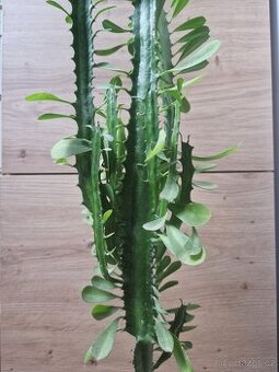 Pryšec trojúhlý (trojboký) – Euphorbia trigona