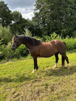 sportovní pony kobylka