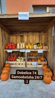 Hokaido, máslova, špagetova, halloween dýně,_Dobelice 74