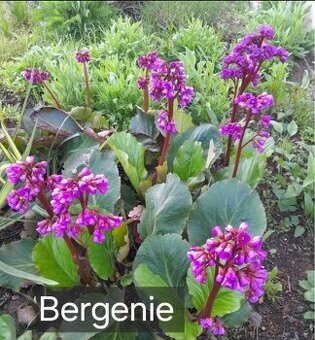 Sazenice bergénie