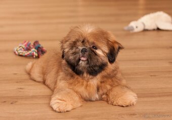 Shih-Tzu štěňatka - rozkošní společníci - 1