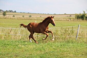 Klisnička s drezůrním původem