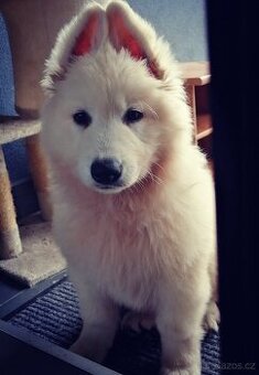 Biely švajčiarsky ovčiak, 10týždňov, BŠO, POSLEDNÝ PSÍK