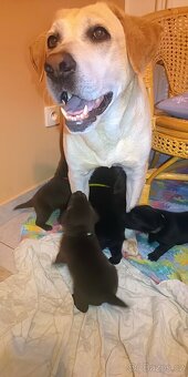 Štěňata Labradorského retrievera - 1
