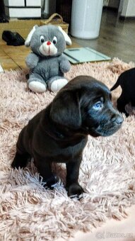 Štěňata Labradorského retrievera