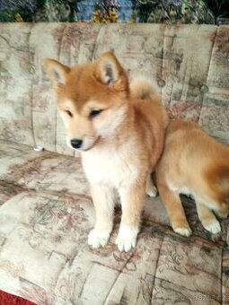 Shiba inu s PP