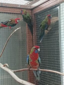 Rosela červená, penant přírodní