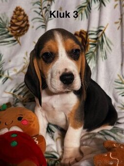 Bígl trikolor, štěňátka