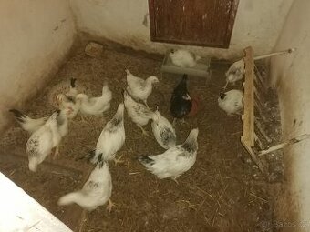 Mladí kohouti sussex