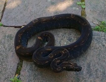 Boa imperator- IMG Aztec, IMG VPI Sunglow, VPI Sunglow Aztec