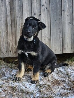 Německý ovčák fenky s PP