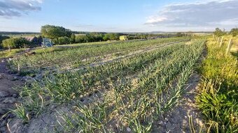 Prodám český česnek – více odrůd