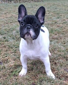 Francouzský buldoček s PP