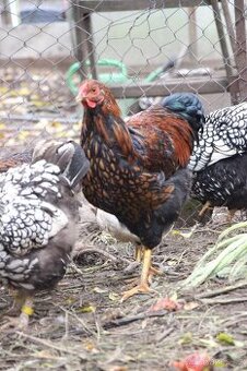 Wyandotka velká zlatá černě lemovaná a vlaška exchequer