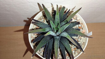 Haworthia Attenuata "Concolor" ( sukulent )