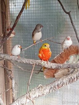 Loňské neofémy - 1