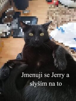 Hledám svoje tři kocoury