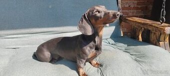 Jezevčík ke krytí