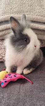 Zakrslý králíček králik