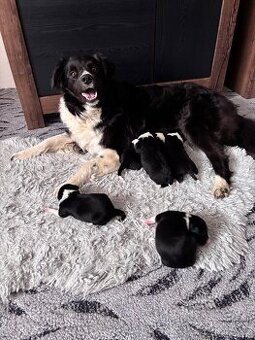 Border kolie štěňátka bez PP