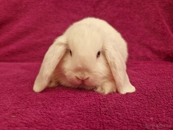 Zakrslý beránek kluci