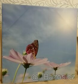 Fotoobraz květina a motýl 80 x 80 cm