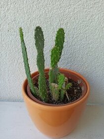 Kaktus opuncie