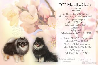 Pomeranian s PP