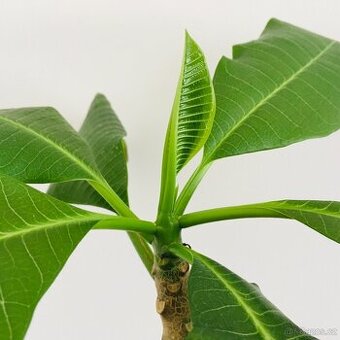 Rostlina Plumérie bílá (Plumeria alba)