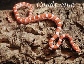 Užovka červená - Candy cane