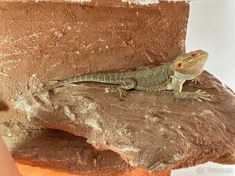 Agama vousatá samec a terarium 95x60x45