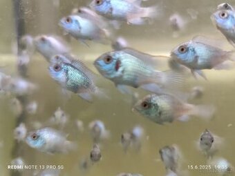 Akara neon blue (Andinoacara pulcher blue neon)
