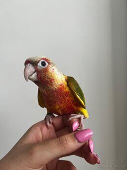 Pyrura, pyrura zelenolici, krotka pyrura