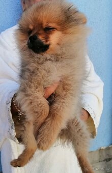 POMERANIAN