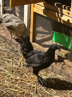 Ayam cemani - 1