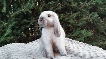 Zakrslý beránek, králíček, králík - CASANDRA