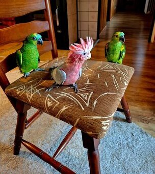 Ručně dokrmená ochočená mláďata