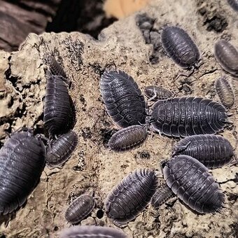 ISOPODY·STÍNKY·SVINKY - Fauna trhy Ostrava 16.11.