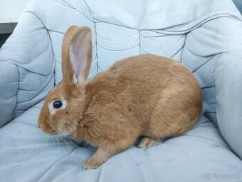 Burgundský králík