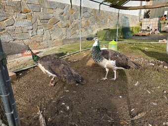 Páv bílý x černokřídlý 1.0