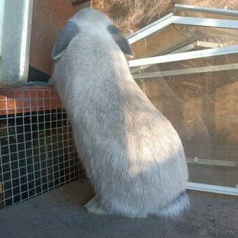 Zakrslý beránek - kluk