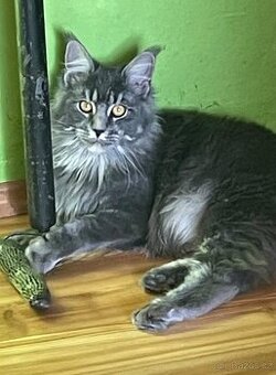 Mainská mývalí s pp