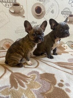 Francouzský buldoček