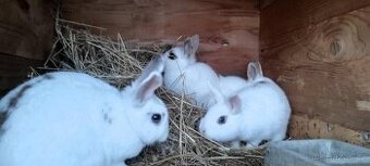 Zakrslý Králík - 1