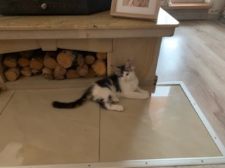 Koťátko Mainské Mývalí