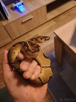 Krajta královská + vybavení
