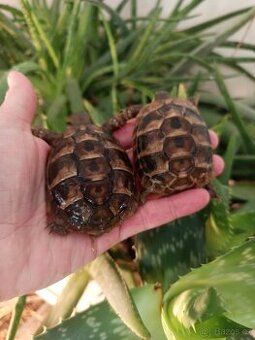 Želva zelenavá mláďata, kupní smlouva, Cites