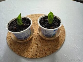 Tchýnin jazyk - kornoutek