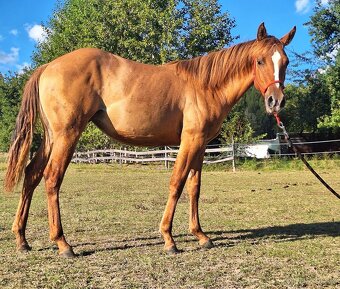 Kobylka AQH, QH, 1,5roční - USA papíry