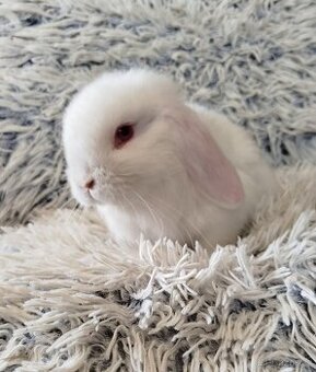 Minilop - anglický zakrslý beránek